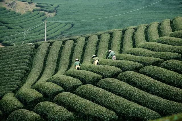 Guide d'achat : Parfums inspirés par la nature