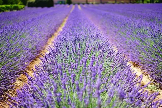 Les meilleures fragrances florales pour femme